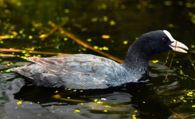 Beyaz gagalı gri-siyah Fulica kuşu sudaki yosunları yer.