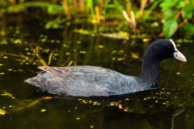 Beyaz gagalı gri-siyah Fulica kuşu sudaki yosunları yer.