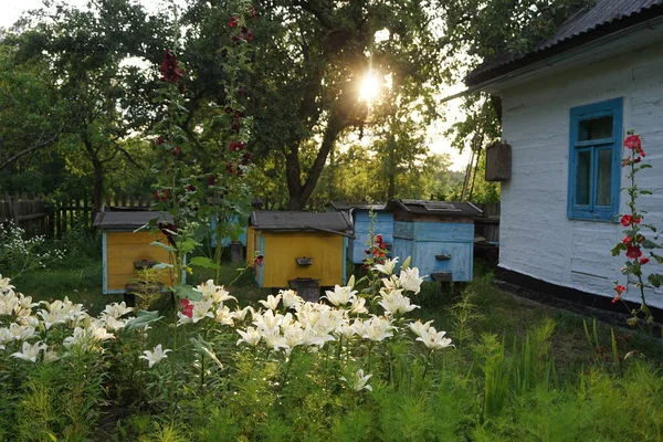 Arı kovanları ve bahçede beyaz çiçekler