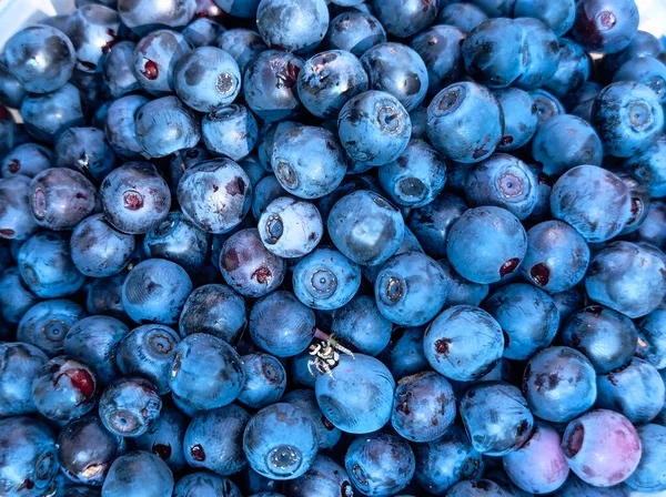 Arka plan olarak mavi taze yaban mersini.