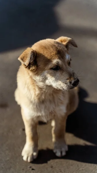 Genç Açık Kırmızı Bir Köpek Oturur Yüzünü Çevirir — Stok fotoğraf