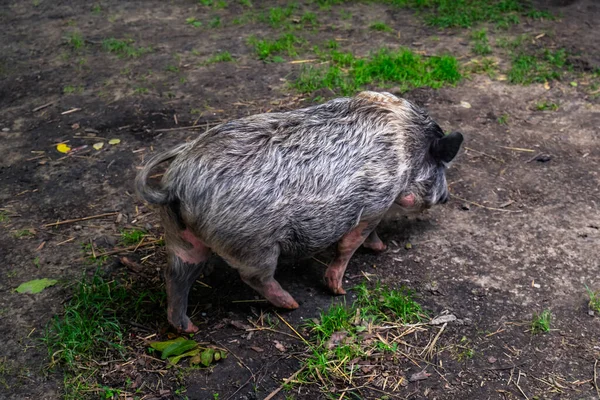 尾の賭けを歩いている灰色の厚い髪の豚の側面の眺め — ストック写真