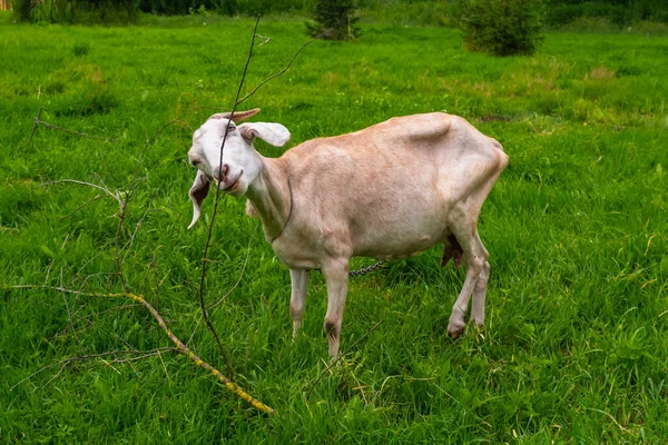 Bej boynuzlu bir keçi yeşil bir çayırda duruyor ve yemek için kuru bir dalı kokluyor.