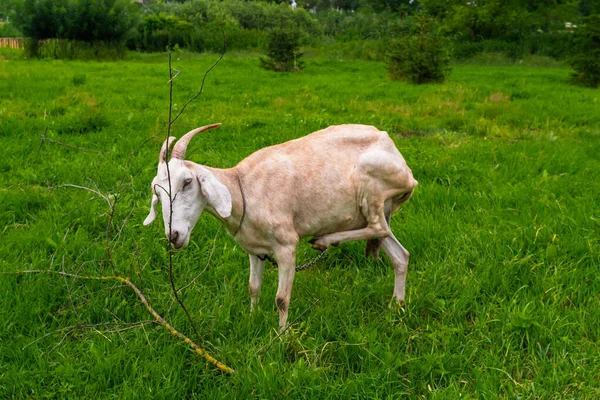 Una Cabra Cuernos Beige Está Pie Prado Verde Arañando — Foto de Stock