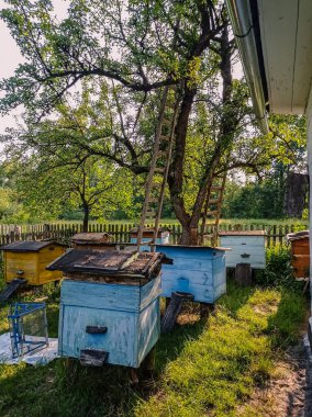 Arı kovanında güneşli bir günde