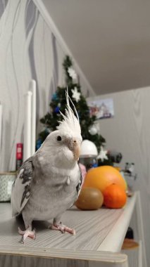 Cute cockatiel parrot on a New Year's background clipart