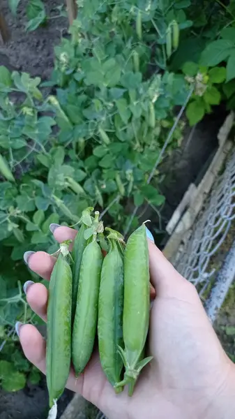 女性の手は緑のエンドウ豆のポッドを保持し 庭で収穫された作物 — ストック写真