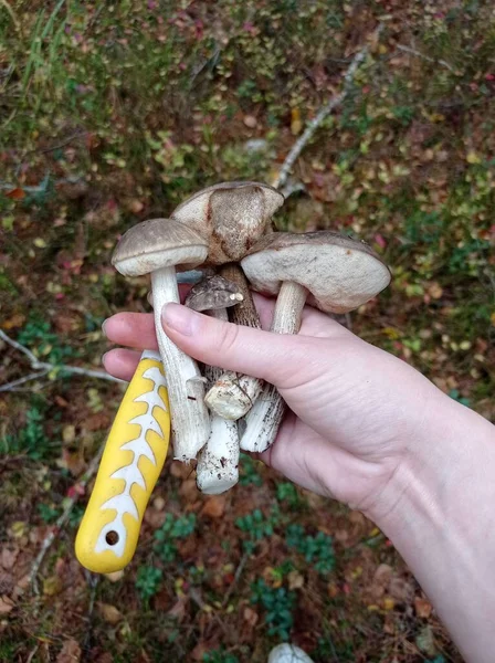 Ormanda sonbahar mantar hasadı