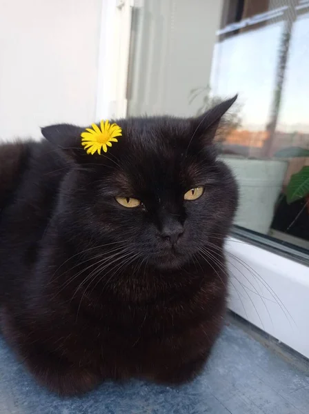 Charming Black Kitty Flower Her Head — Stock Photo, Image