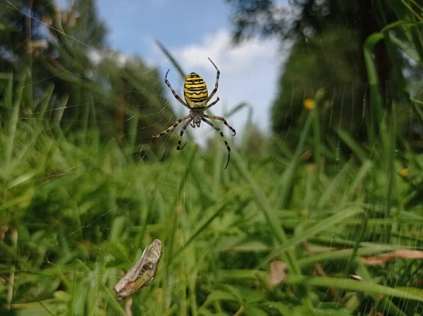 Sarı-siyah yırtıcı bir örümcek Argiope tigriva otların ortasında ördüğü ağda