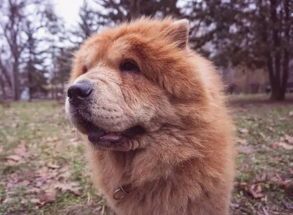 Fluffy Red Dog Chow Chow Breed — Stock Photo, Image