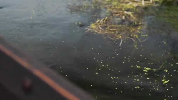 Flux Eau Avec Algues Dans Rivière Vue Rapprochée Depuis Bateau — Video