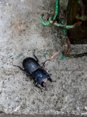 Siyah boynuzlu böcek betonun üzerinde, yakın plan çekimde.