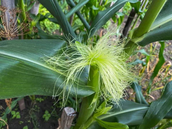 Bahçede çiçek açan genç yeşil mısır.