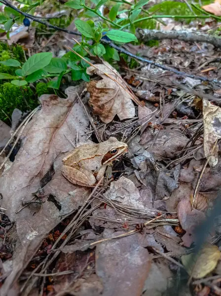 Kahverengi bir kurbağa kendini ormandaki kuru yaprakların arasında kamufle etti.