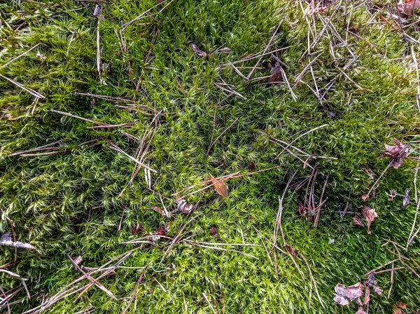 Texture Mousse Verte Épines Conifères Dans Forêt Comme Toile Fond — Photo