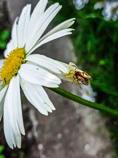 Beyaz bir örümcek eşek arısı avladı ve avıyla birlikte bir papatyada oturdu.