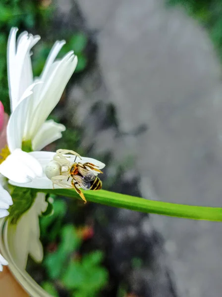 Beyaz bir örümcek eşek arısı avladı ve avıyla birlikte bir papatyada oturdu.