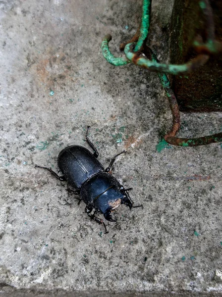 Siyah boynuzlu böcek betonun üzerinde, yakın plan çekimde.