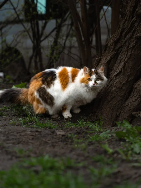 一只毛茸茸的斑点猫站在花园里的一棵树下 难以置信地看着 — 图库照片