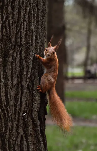 Adult Redhead Squirrel Sits Tree Trunk Looks Ahead Interest Close — Stock Photo, Image