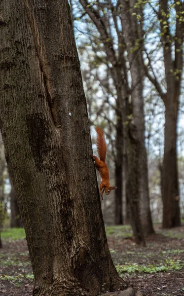 A red-haired squirrel with a fluffy tail jumps down a tree trunk