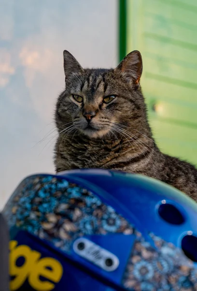 Porträt Einer Katze Die Hinter Einem Blauen Fahrradhelm Sitzt — Stockfoto