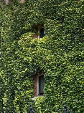 Göze çarpmayan pencereleri olan sarmaşık kaplı tuğla bir evin büyüleyici duvarı.