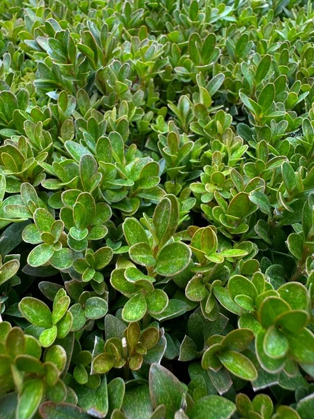 Yeşillik boxwood planının bir paspasından yeşil arka plan
