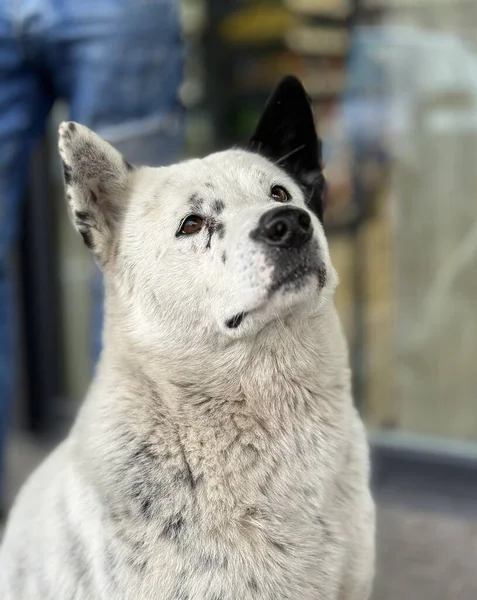 Güzel bir sokak köpeği sessizce yiyecek bekliyor.