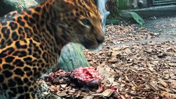 Hermoso Depredador Leopardo Come Carne — Vídeo de stock