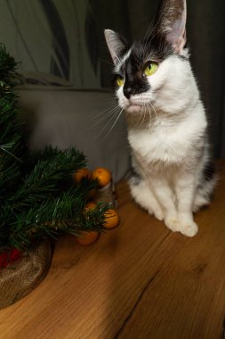 Tahta bir masada Noel süslemeleri olan sevimli bir kedi..