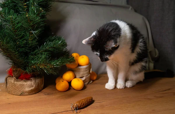 Yeni yıl arkaplanındaki komik kedi