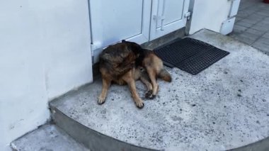 Sokakta terk edilmiş büyük bir köpek.