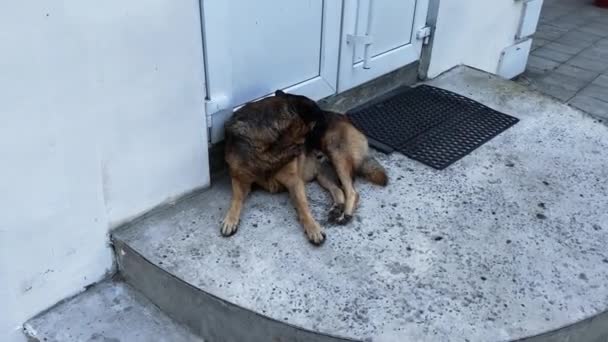 Большая Брошенная Бродячая Собака Улице — стоковое видео