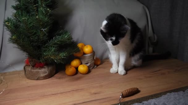 Zabawny Kot Bawiący Się Dekoracjami Świątecznymi — Wideo stockowe