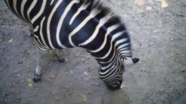 Hayvanat bahçesinde çizgili zebra, hayvan