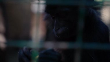 Komik siyah maymun kafeste elma yiyor.