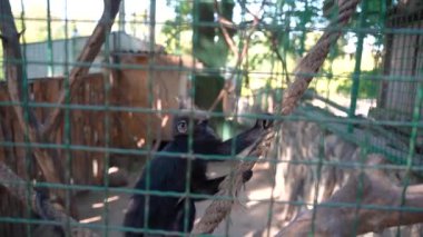 Mangobe maymunu kafeste oynadı