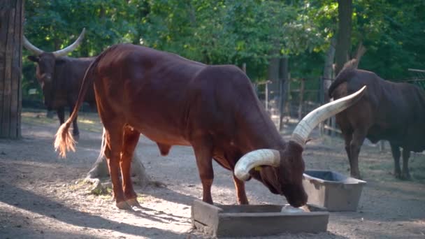 Watussi Gehörnte Kuh Leckt Salz Zeitlupe — Stockvideo