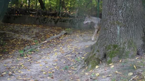plan d'un loup mignon au zoo