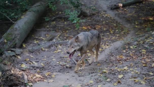 Un loup marchant dans la forêt, un animal sauvage