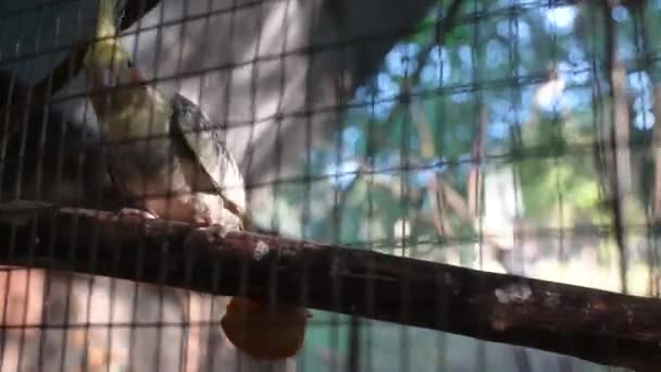 Попугаи Поют Клетках Какашки — стоковое видео