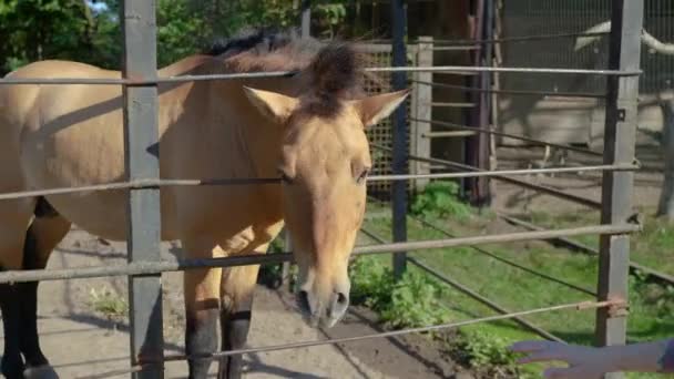 Een Vrouw Zachtjes Streelt Een Rood Paard — Stockvideo
