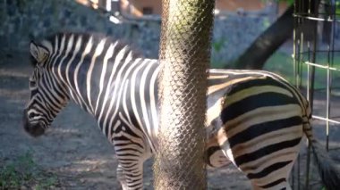 Zebra hayvanat bahçesinde yürüyor..