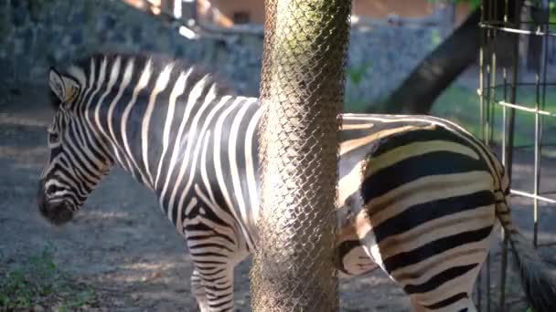 Zebra Hayvanat Bahçesinde Yürüyor — Stok video
