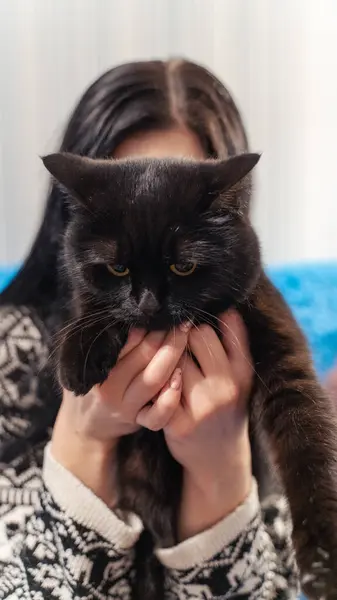 A black cat in the hands of a girl
