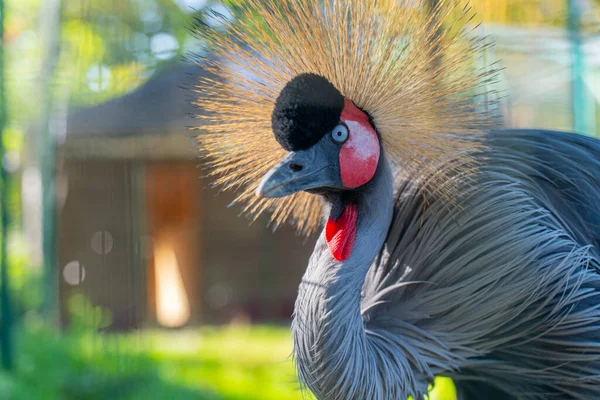 Büyük gagalı ve armalı bir güney turnasının portresi.