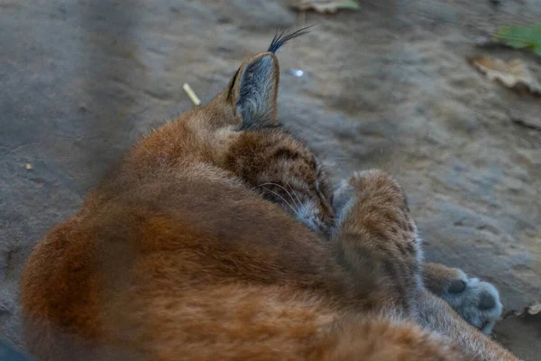 Vahşi kedi vaşak uyuyor.