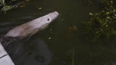 Nutria doğada göl suyunda yüzer, su samuru.